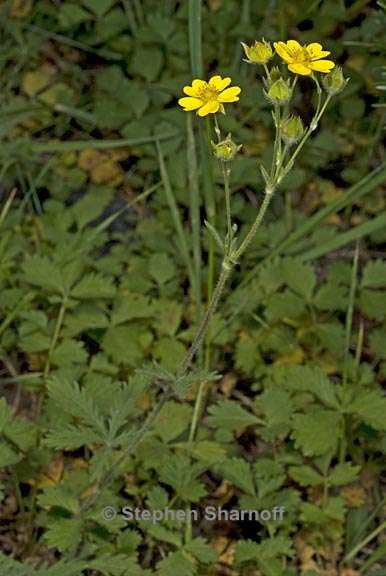 potentilla gracilis 1 graphic